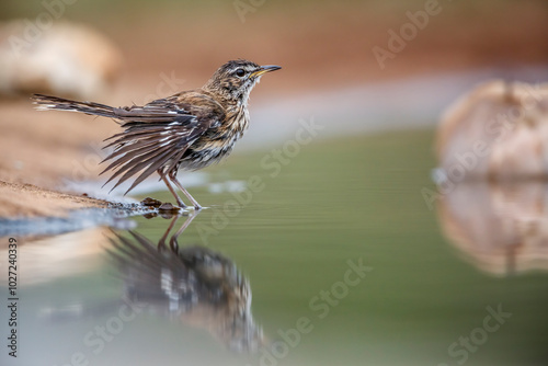 Red backed Scrub Robin bathing in waterhole with reflection in Kruger National park, South Africa; specie Cercotrichas leucophrys family of Musicapidae