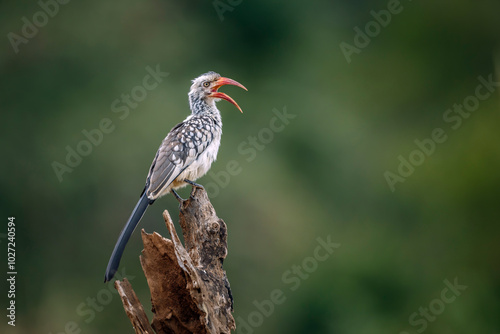 Southern Red billed Hornbill perched on log isolated in natural background in Kruger National park, South Africa ; Specie Tockus rufirostris family of Bucerotidae photo