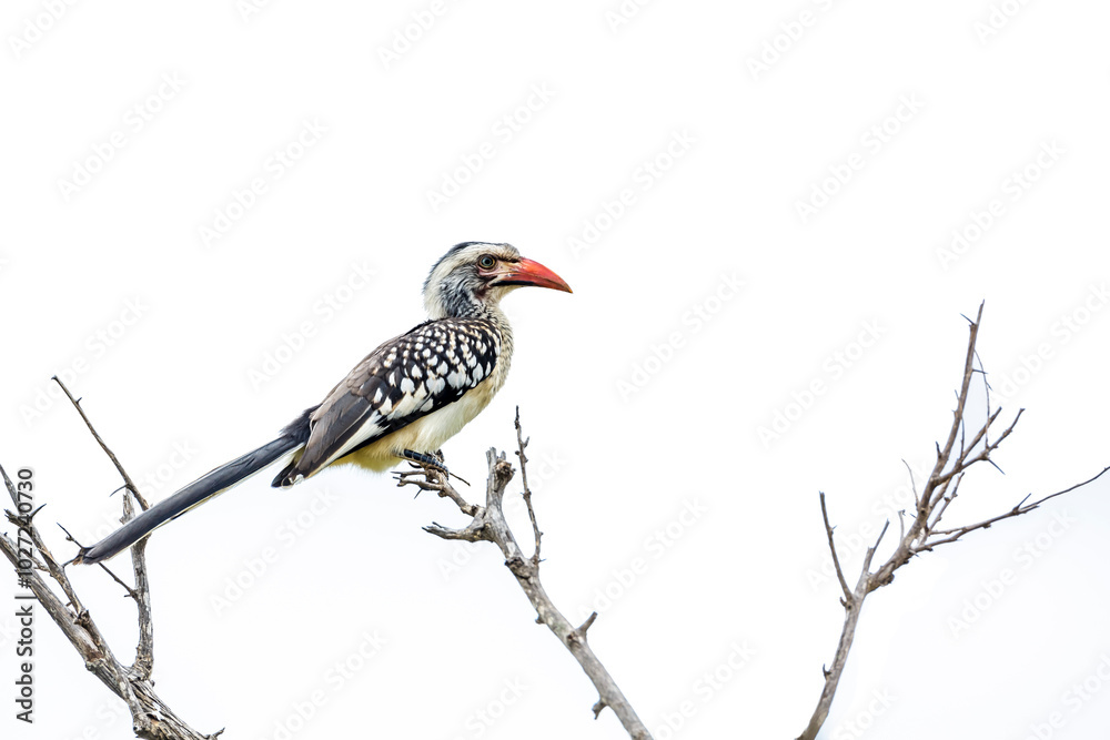 Fototapeta premium Southern Red billed Hornbill standing on a branch isolated in white background in Kruger National park, South Africa ; Specie Tockus rufirostris family of Bucerotidae