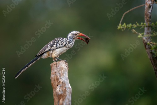 Southern Red billed Hornbill perched on log isolated in natural background in Kruger National park, South Africa ; Specie Tockus rufirostris family of Bucerotidae photo