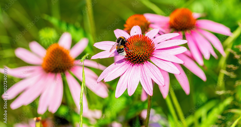 Sonnenhut Hummel Echinacea Bumblebee Flower Sonnenhut Hummel Echinacea Bumblebee Flower