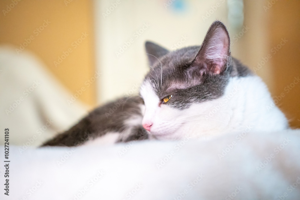 Cat, White, Grey - Close-up of a white and gray cat sleeping on a white blanket. Cat, White, Grey - Close-up of a white and gray cat sleeping on a white blanket.