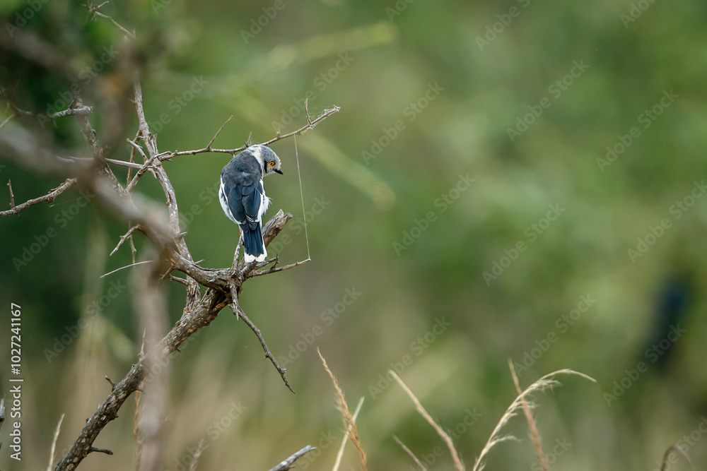 White crested Helmetshrike standing on a branch in Kruger National park, South Africa; Specie Prionops plumatus family of Vangidae White crested Helmetshrike standing on a branch in Kruger National park, South Africa; Specie Prionops plumatus family of Vangidae