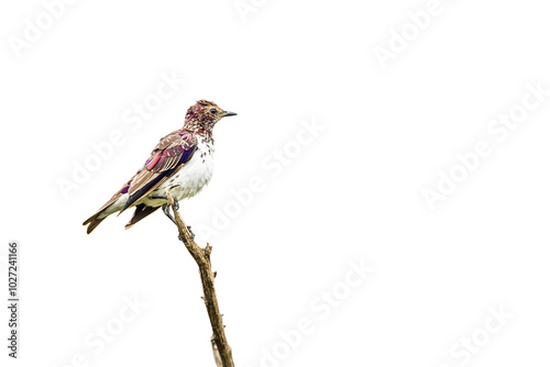 Violet backed starling immatiure isolated in white background in Kruger National park, South Africa ; Specie Cinnyricinclus leucogaster family of Sturnidae photo