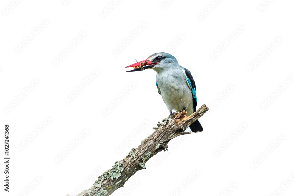 Fototapeta premium Woodland kingfisher eating prey isolated in white background in Kruger National park, South Africa ; specie Halcyon senegalensis family of Alcedinidae