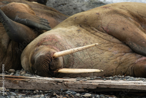 Morse, Odobenus rosmarus, Spitzberg, Svalbard, Norvège photo