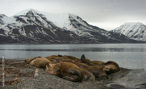 Morse, Odobenus rosmarus, Spitzberg, Svalbard, Norvège photo