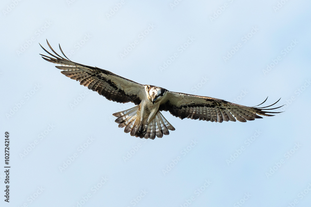 Balbuzard pêcheur, Pandion haliaetus, Western Osprey Balbuzard pêcheur, Pandion haliaetus, Western Osprey