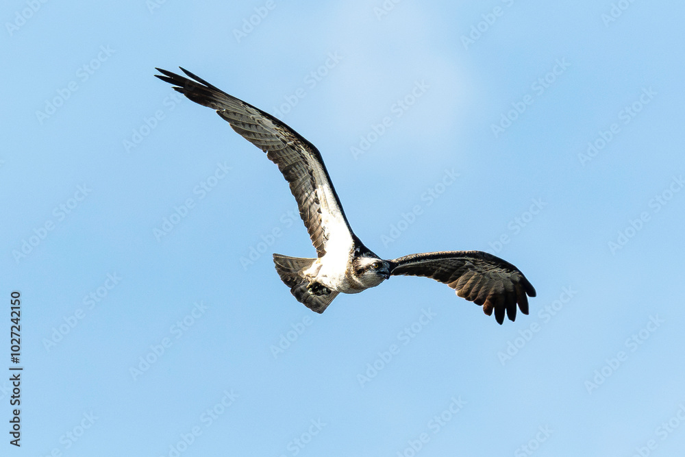 Balbuzard pêcheur, Pandion haliaetus, Western Osprey Balbuzard pêcheur, Pandion haliaetus, Western Osprey