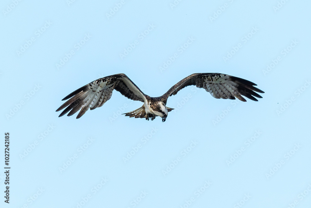 Balbuzard pêcheur, Pandion haliaetus, Western Osprey Balbuzard pêcheur, Pandion haliaetus, Western Osprey