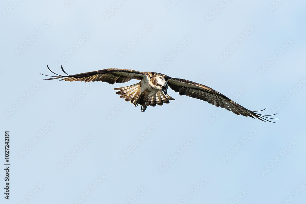 Fototapeta premium Balbuzard pêcheur, Pandion haliaetus, Western Osprey