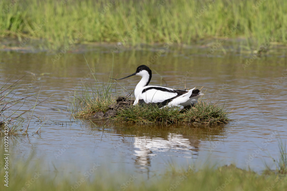 Avocette élégante, nid, Recurvirostra avosetta, Pied Avocet Avocette élégante, nid, Recurvirostra avosetta, Pied Avocet