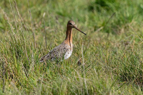 Barge à queue noire, Black tailed Godwit, limosa limosa photo