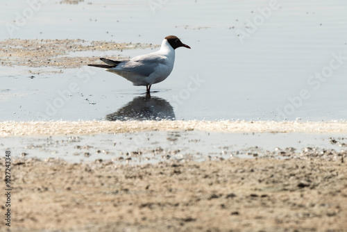 Mouette rieuse,. Limu Ruppie, Marais Salants de Guérande, région Pays de la Loire, Loire Atlantique, 44, France photo