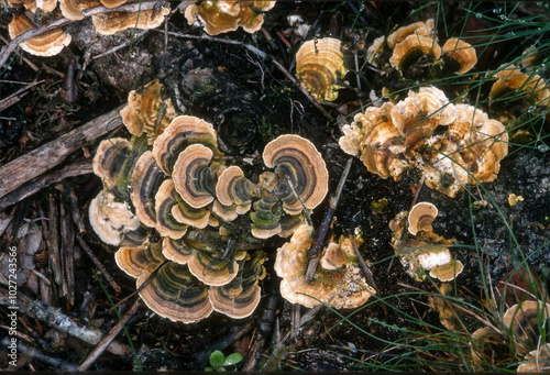 tramete versicolore, coriolus versicolore, photo