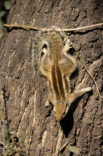 écureuil palmiste, Funambulus palmarum , Inde photo