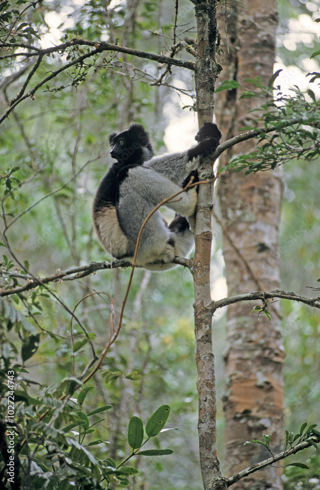 Fototapeta premium Lemur indri, Indri indri, Madagascar