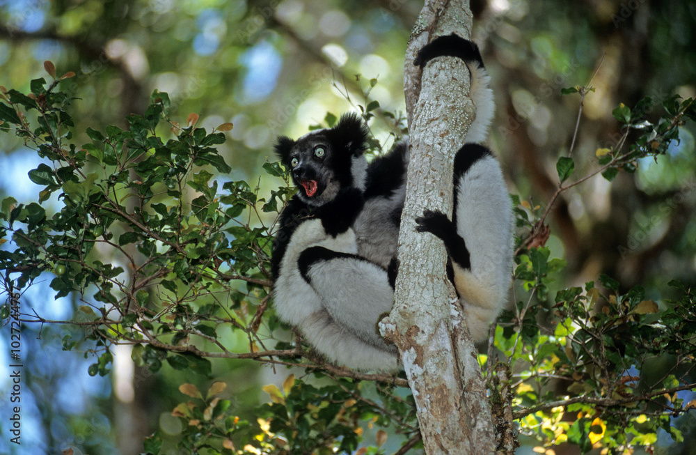 Fototapeta premium Lemur indri, Indri indri, Madagascar