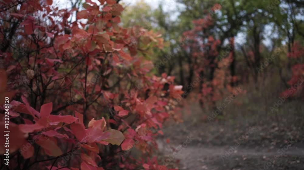 Walking Through Autumn Colors. Golden Trails of the Fall Forest. Pathway Through Autumn Leaves Walking Through Autumn Colors. Golden Trails of the Fall Forest. Pathway Through Autumn Leaves