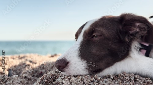 Tired puppy sleeping on the beach.
