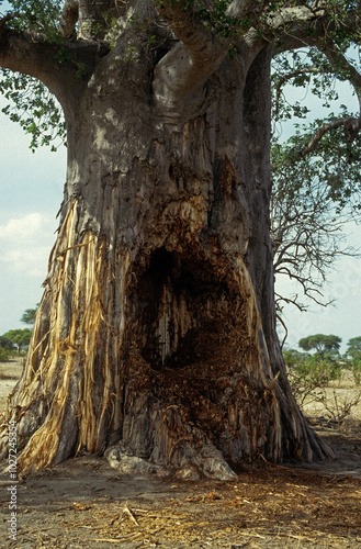 Baobab mangé par des Eléphant, Adansonia digitata, Loxodonta africana. Parc national du Tsavo, Kenya