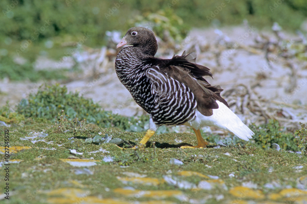 Ouette de Magellan, oie de Magellan, Bernache de Magellan, femelle ,.Chloephaga picta, Upland Goose, Iles Falkland, Malouines Ouette de Magellan, oie de Magellan, Bernache de Magellan, femelle ,.Chloephaga picta, Upland Goose, Iles Falkland, Malouines