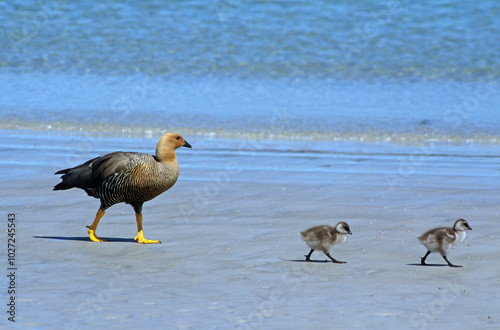 Ouette de Magellan, oie de Magellan, Bernache de Magellan, femelle et jeunes,.Chloephaga picta, Upland Goose, Iles Falkland, Malouines photo