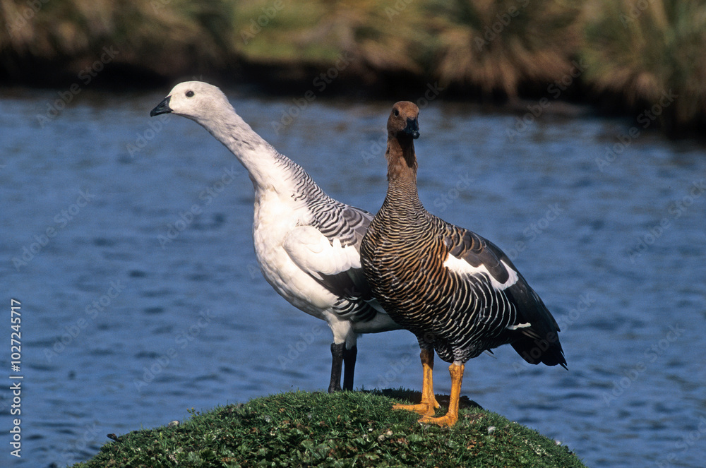 Fototapeta premium Ouette de Magellan, oie de Magellan, Bernache de Magellan, femelle , mâle, .Chloephaga picta, Upland Goose, Iles Falkland, Malouines