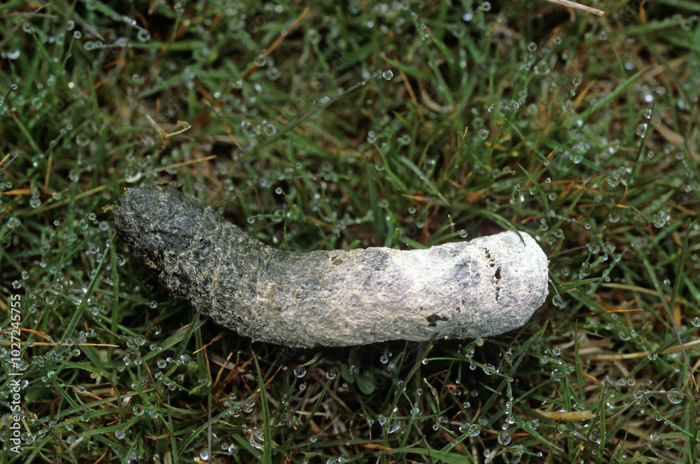 Ouette de Magellan, oie de Magellan, Bernache de Magellan,  crottes,.Chloephaga picta, Upland Goose, Iles Falkland, Malouines