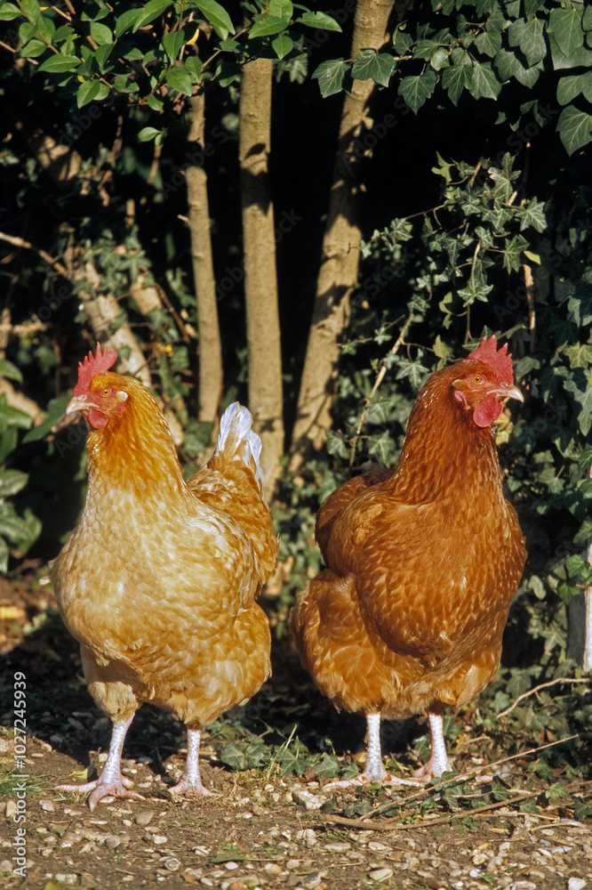 Fototapeta premium Poule, race rousse Faverolle