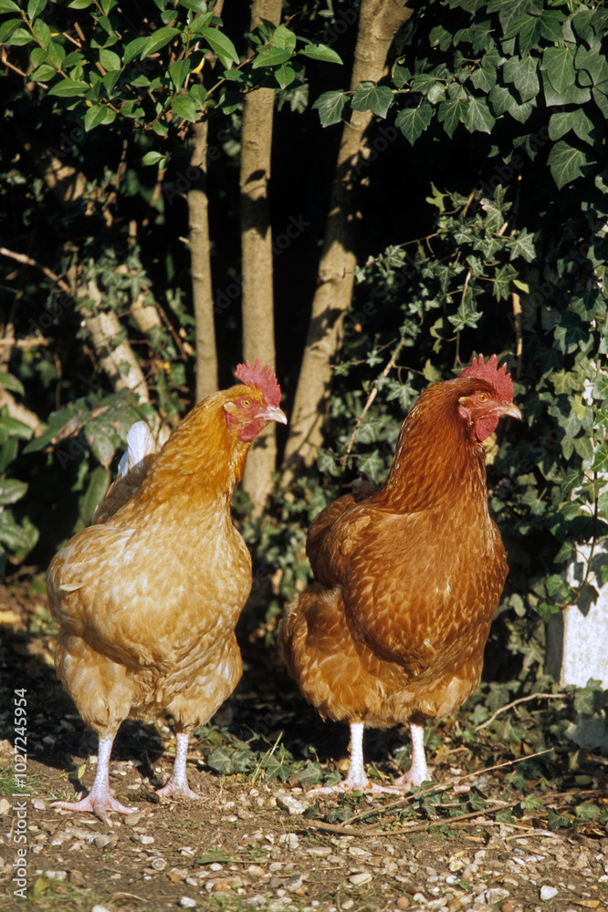 Poule, race rousse Faverolle Poule, race rousse Faverolle
