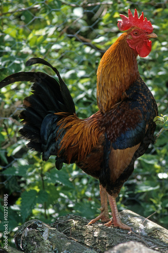 Coq, race Gaulois doré photo