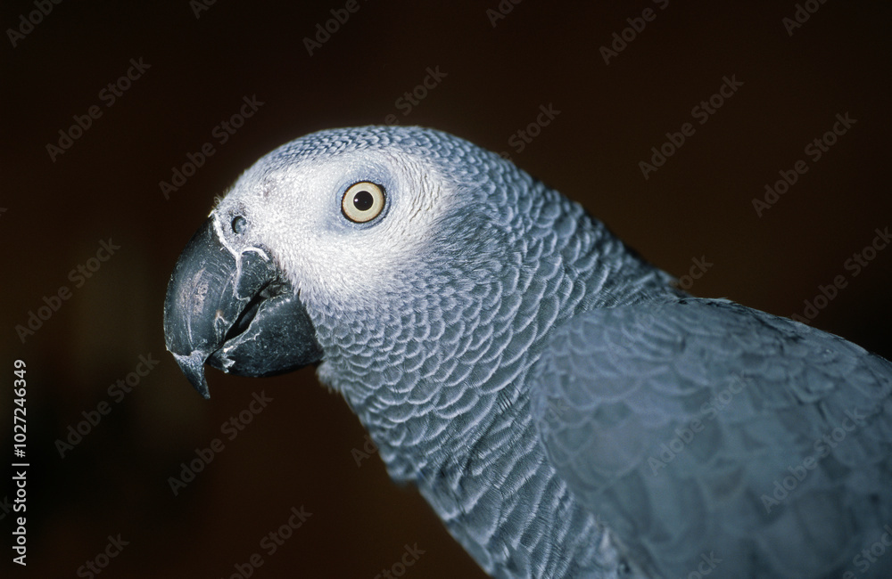 Fototapeta premium Perroquet jaco, Perroquet gris du Gabon, .Psittacus erithacus, Grey Parrot