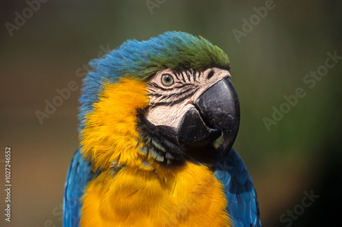 Ara bleu, Ara ararauna, Blue and yellow Macaw, Amazonie, Tambopata, Perou