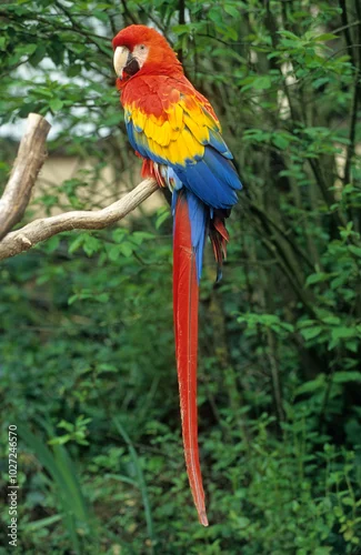 Fototapeta na wymiar Ara rouge, Perroquet,.Ara macao, Scarlet Macaw, Amazonie, Tambopata, Perou