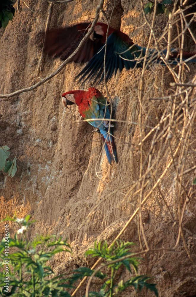 Naklejka premium Ara chloroptère.Ara chloropterus - Red-and-green Macaw, Tambopata, Perou