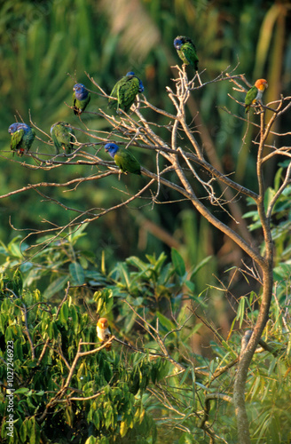 Caïque à ventre blanc, Maïpouri à ventre blanc, Pione à tête bleue, Pionus menstruus, Blue headed Parrot, Conure de Weddell, Aratinga weddellii, Dusky headed Parakeet, Tambopata, Pérou photo