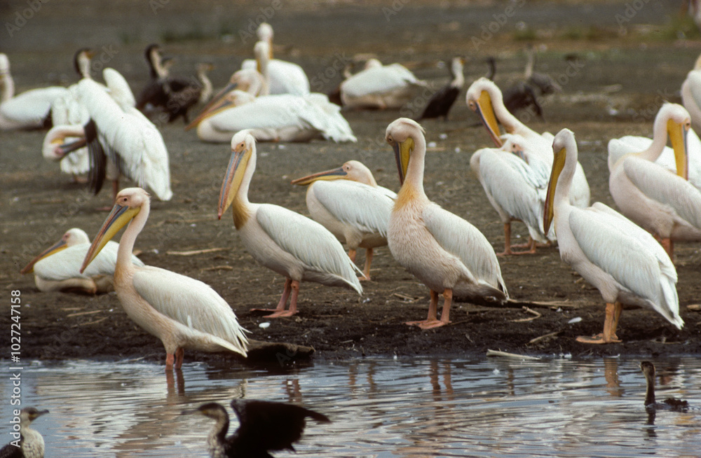 Pélican blanc,.Pelecanus onocrotalus, Great White Pelican, Parc national du lac Manyara, Tanzanie