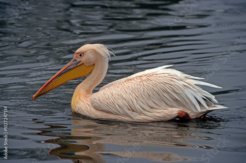 Pélican blanc,.Pelecanus onocrotalus, Great White Pelican, Parc national du lac Manyara, Tanzanie photo