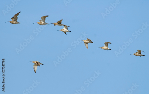 Courlis cendré,.Numenius arquata, Eurasian Curlew photo