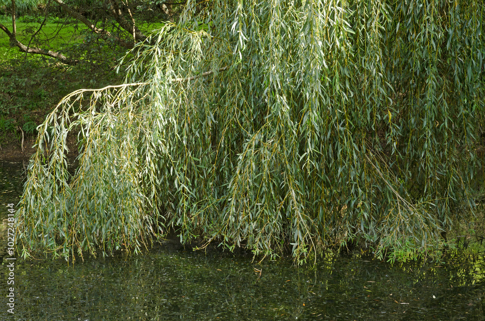 saule pleureur, salix babylonica, saule pleureur, salix babylonica,