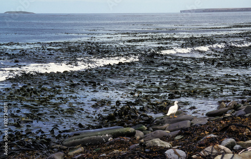 Algue géante, Macrocystis pyrifera, Ouette marine, male, Chloephaga hybrida malvinarum, Iles Falkland, Iles Malouines photo