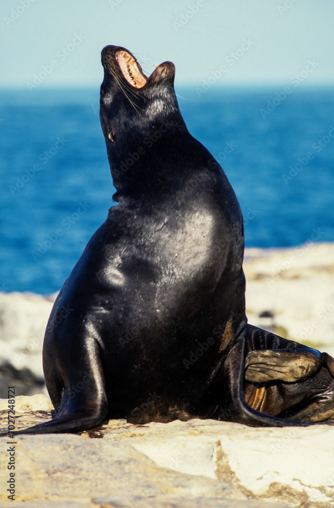 Fototapeta premium Otarie, Zalophus californianus, Iles Galapagos