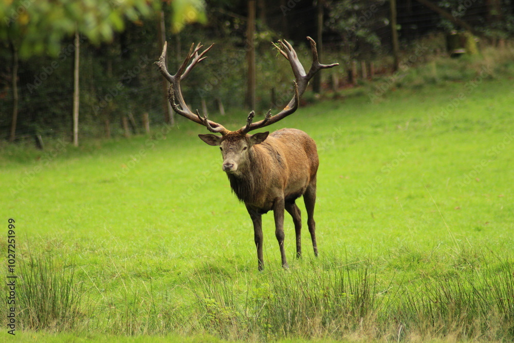 Obraz premium Male red deer with impressive antlers on a green meadow