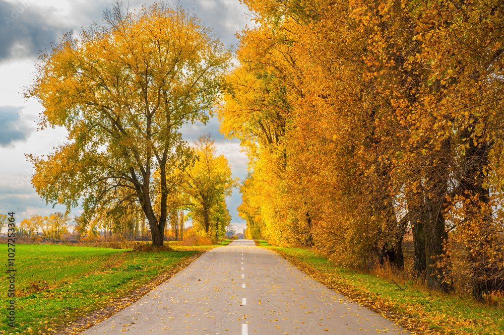 Rural road stretching into the horizon, framed by vibrant autumn trees and expansive fields. Perfect for travel, nature, and scenic landscape themes. Autumn mood for travel. Rural road stretching into the horizon, framed by vibrant autumn trees and expansive fields. Perfect for travel, nature, and scenic landscape themes. Autumn mood for travel.