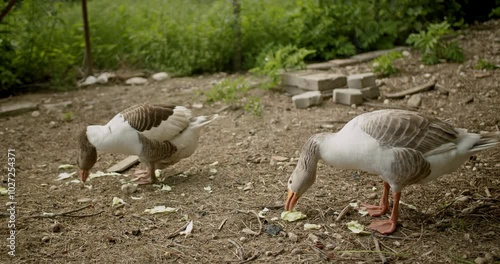 Two geese pecking for food on a farm, eating lettuce on the ground.