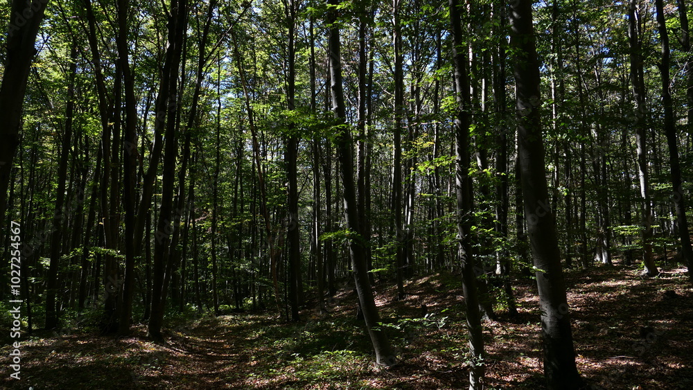 Obraz premium Wald am Hohen Lindkogel