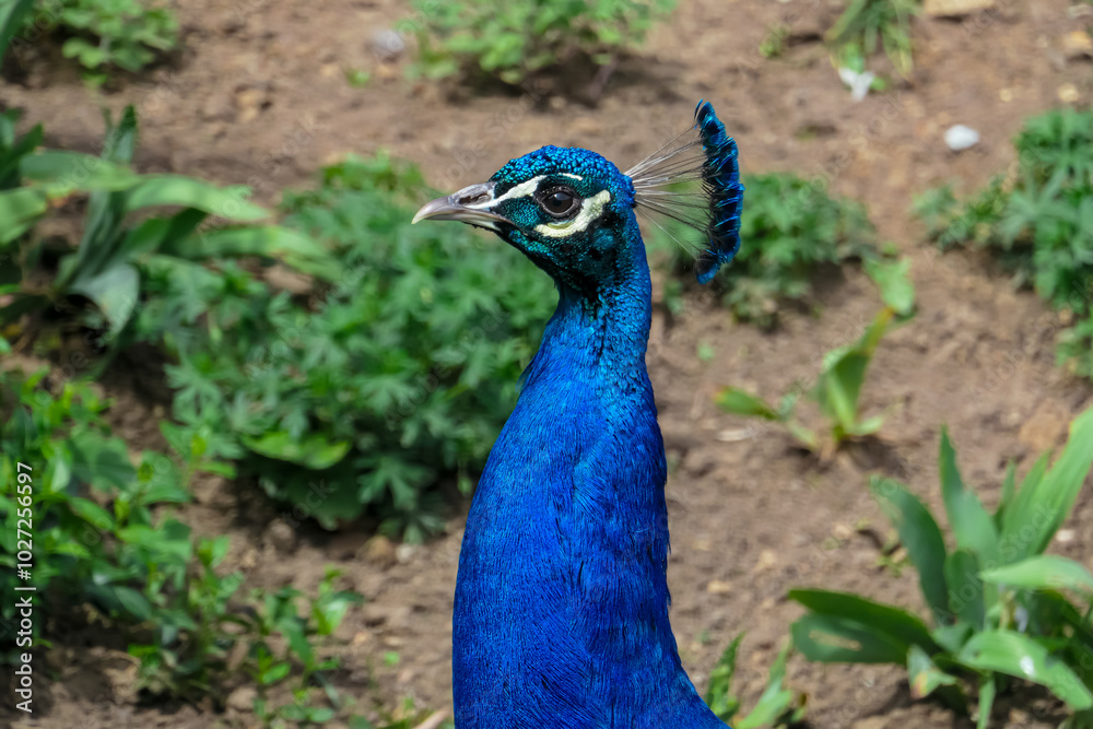 Obraz premium Magnificent peacock head with its feathers fully displayed in Schloss Eggenberg, Graz. Crest is raised with colors of iridescent blues, greens, and golds, with intricate patterns. Wildlife watching