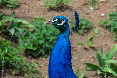 Magnificent peacock head with its feathers fully displayed in Schloss Eggenberg, Graz. Crest is raised with colors of iridescent blues, greens, and golds, with intricate patterns. Wildlife watching