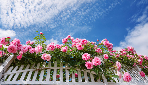 Pink roses blooming on a white trellis against a blue sky with fluffy clouds.